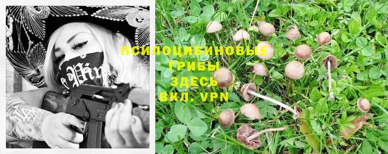 Галлюциногенные грибы Psilocybe  Гаврилов-Ям 